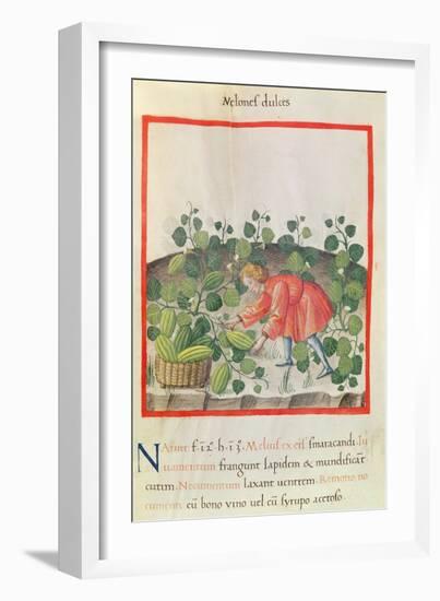 Ms 3054 F.18 Gathering Watermelons, from 'Tacuinum Sanitatis'-null-Framed Giclee Print