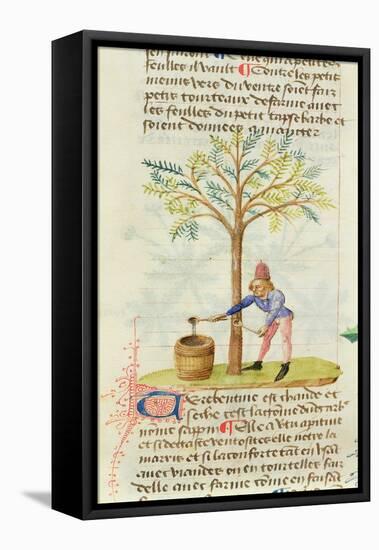 Ms Est 28 M.5.9 Fol.165R Collecting Turpentine, from 'Grand Herbier' by Pedanius Dioscorides-French School-Framed Stretched Canvas