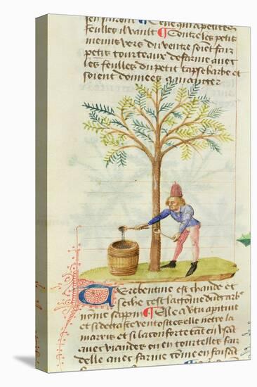 Ms Est 28 M.5.9 Fol.165R Collecting Turpentine, from 'Grand Herbier' by Pedanius Dioscorides-French School-Stretched Canvas