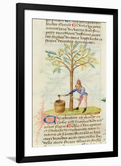 Ms Est 28 M.5.9 Fol.165R Collecting Turpentine, from 'Grand Herbier' by Pedanius Dioscorides-French School-Framed Giclee Print