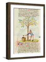 Ms Est 28 M.5.9 Fol.165R Collecting Turpentine, from 'Grand Herbier' by Pedanius Dioscorides-French School-Framed Giclee Print