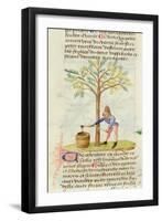 Ms Est 28 M.5.9 Fol.165R Collecting Turpentine, from 'Grand Herbier' by Pedanius Dioscorides-French School-Framed Giclee Print