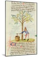 Ms Est 28 M.5.9 Fol.165R Collecting Turpentine, from 'Grand Herbier' by Pedanius Dioscorides-French School-Mounted Giclee Print