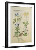Ms Fr. Fv VI #1 Fol.114 Top Row: Blue Clematis or Crowfoot and Primula. Bottom Row: Borage or…-Robinet Testard-Framed Giclee Print