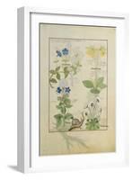 Ms Fr. Fv VI #1 Fol.114 Top Row: Blue Clematis or Crowfoot and Primula. Bottom Row: Borage or…-Robinet Testard-Framed Giclee Print