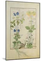 Ms Fr. Fv VI #1 Fol.114 Top Row: Blue Clematis or Crowfoot and Primula. Bottom Row: Borage or…-Robinet Testard-Mounted Giclee Print