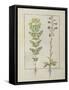 Ms Fr. Fv VI #1 Fol.116V Two Flowering Plants from 'The Book of Simple Medicines' by Mattheaus Plat-Robinet Testard-Framed Stretched Canvas