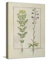 Ms Fr. Fv VI #1 Fol.116V Two Flowering Plants from 'The Book of Simple Medicines' by Mattheaus Plat-Robinet Testard-Stretched Canvas