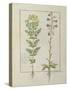 Ms Fr. Fv VI #1 Fol.116V Two Flowering Plants from 'The Book of Simple Medicines' by Mattheaus Plat-Robinet Testard-Stretched Canvas