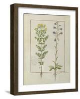 Ms Fr. Fv VI #1 Fol.116V Two Flowering Plants from 'The Book of Simple Medicines' by Mattheaus Plat-Robinet Testard-Framed Giclee Print