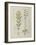 Ms Fr. Fv VI #1 Fol.116V Two Flowering Plants from 'The Book of Simple Medicines' by Mattheaus Plat-Robinet Testard-Framed Giclee Print