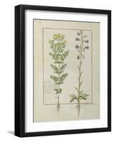 Ms Fr. Fv VI #1 Fol.116V Two Flowering Plants from 'The Book of Simple Medicines' by Mattheaus Plat-Robinet Testard-Framed Giclee Print