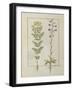 Ms Fr. Fv VI #1 Fol.116V Two Flowering Plants from 'The Book of Simple Medicines' by Mattheaus Plat-Robinet Testard-Framed Giclee Print