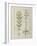 Ms Fr. Fv VI #1 Fol.116V Two Flowering Plants from 'The Book of Simple Medicines' by Mattheaus Plat-Robinet Testard-Framed Giclee Print