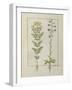 Ms Fr. Fv VI #1 Fol.116V Two Flowering Plants from 'The Book of Simple Medicines' by Mattheaus Plat-Robinet Testard-Framed Giclee Print