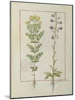 Ms Fr. Fv VI #1 Fol.116V Two Flowering Plants from 'The Book of Simple Medicines' by Mattheaus Plat-Robinet Testard-Mounted Giclee Print