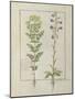 Ms Fr. Fv VI #1 Fol.116V Two Flowering Plants from 'The Book of Simple Medicines' by Mattheaus Plat-Robinet Testard-Mounted Giclee Print