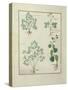 Ms Fr. Fv VI #1 Fol.122V Top Row: Sage and Bupleurum, Illustration from 'The Book of Simple Medicin-Robinet Testard-Stretched Canvas