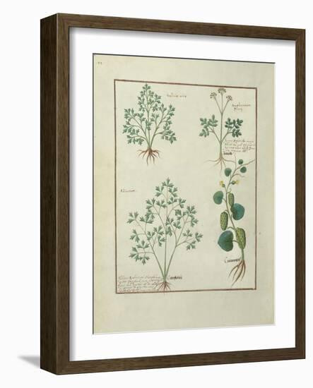 Ms Fr. Fv VI #1 Fol.122V Top Row: Sage and Bupleurum, Illustration from 'The Book of Simple Medicin-Robinet Testard-Framed Giclee Print