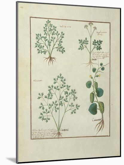 Ms Fr. Fv VI #1 Fol.122V Top Row: Sage and Bupleurum, Illustration from 'The Book of Simple Medicin-Robinet Testard-Mounted Giclee Print