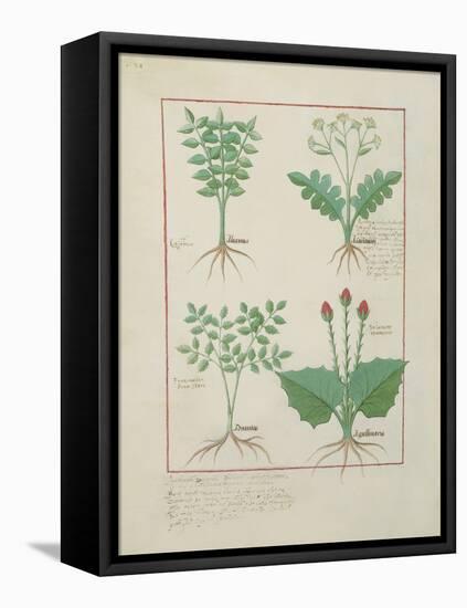 Ms Fr. Fv VI #1 Fol.123V Top Row: Ligustrum and Acanthus. Bottom Row: Grass Plant and Apollinaris,-Robinet Testard-Framed Stretched Canvas