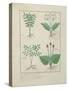 Ms Fr. Fv VI #1 Fol.123V Top Row: Ligustrum and Acanthus. Bottom Row: Grass Plant and Apollinaris,-Robinet Testard-Stretched Canvas