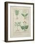 Ms Fr. Fv VI #1 Fol.123V Top Row: Ligustrum and Acanthus. Bottom Row: Grass Plant and Apollinaris,-Robinet Testard-Framed Giclee Print