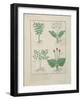 Ms Fr. Fv VI #1 Fol.123V Top Row: Ligustrum and Acanthus. Bottom Row: Grass Plant and Apollinaris,-Robinet Testard-Framed Giclee Print