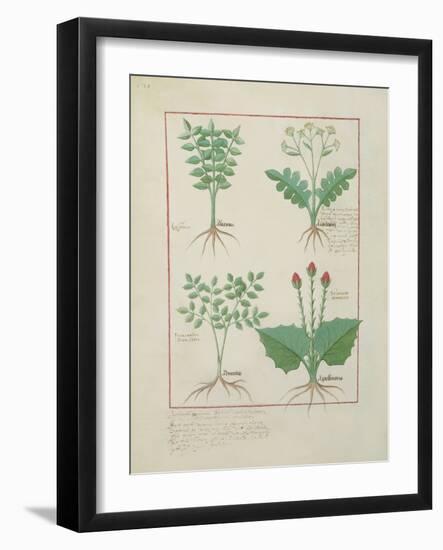 Ms Fr. Fv VI #1 Fol.123V Top Row: Ligustrum and Acanthus. Bottom Row: Grass Plant and Apollinaris,-Robinet Testard-Framed Giclee Print