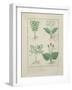 Ms Fr. Fv VI #1 Fol.123V Top Row: Ligustrum and Acanthus. Bottom Row: Grass Plant and Apollinaris,-Robinet Testard-Framed Giclee Print