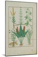 Ms Fr. Fv VI #1 Fol.125R Top Row: Maize, Equisetum and Labruscae Flos. Bottom Row: Daisy, Jarus And-Robinet Testard-Mounted Giclee Print