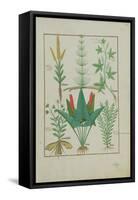 Ms Fr. Fv VI #1 Fol.125R Top Row: Maize, Equisetum and Labruscae Flos. Bottom Row: Daisy, Jarus And-Robinet Testard-Framed Stretched Canvas