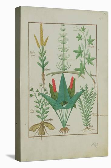 Ms Fr. Fv VI #1 Fol.125R Top Row: Maize, Equisetum and Labruscae Flos. Bottom Row: Daisy, Jarus And-Robinet Testard-Stretched Canvas