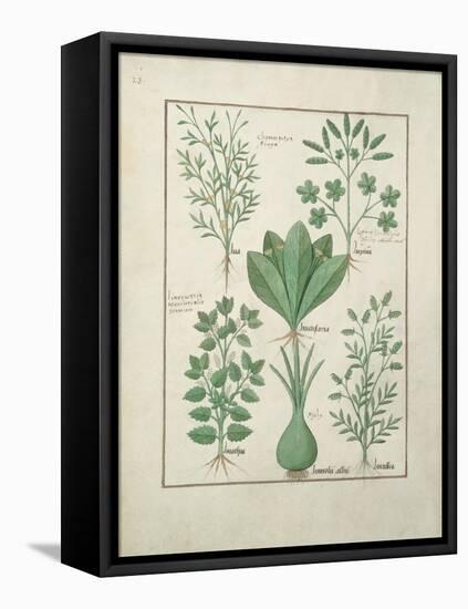 Ms Fr. Fv VI #1 Fol.125V Top Row: Yellow Bugle, Incensaria and Lupius. Bottom Row: Dog's Mercury, L-Robinet Testard-Framed Stretched Canvas