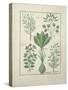 Ms Fr. Fv VI #1 Fol.125V Top Row: Yellow Bugle, Incensaria and Lupius. Bottom Row: Dog's Mercury, L-Robinet Testard-Stretched Canvas