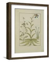 Ms Fr. Fv VI #1 Fol.138V Lungwort and Geranium, Illustration from the 'Book of Simple Medicines' By-Robinet Testard-Framed Giclee Print