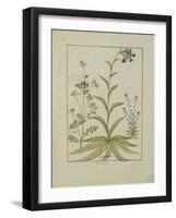 Ms Fr. Fv VI #1 Fol.138V Lungwort and Geranium, Illustration from the 'Book of Simple Medicines' By-Robinet Testard-Framed Giclee Print