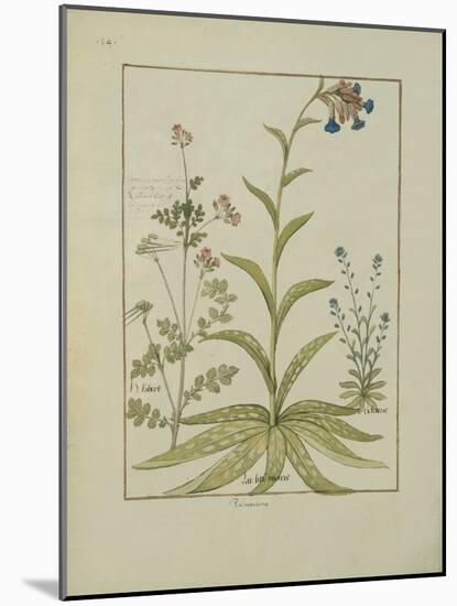 Ms Fr. Fv VI #1 Fol.138V Lungwort and Geranium, Illustration from the 'Book of Simple Medicines' By-Robinet Testard-Mounted Giclee Print