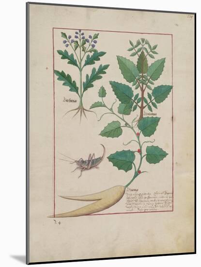 Ms Fr. Fv VI #1 Fol.139R Illustration from the 'Book of Simple Medicines' by Mattheaus Platearius (-Robinet Testard-Mounted Giclee Print