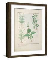 Ms Fr. Fv VI #1 Fol.146V Chamomile-Robinet Testard-Framed Giclee Print