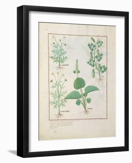 Ms Fr. Fv VI #1 Fol.146V Chamomile-Robinet Testard-Framed Giclee Print