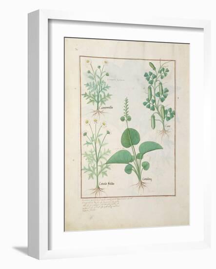 Ms Fr. Fv VI #1 Fol.146V Chamomile-Robinet Testard-Framed Giclee Print