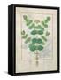 Ms Fr. Fv VI #1 Fol.156V Flower, Illustration from the 'Book of Simple Medicines' by Mattheaus Plat-Robinet Testard-Framed Stretched Canvas