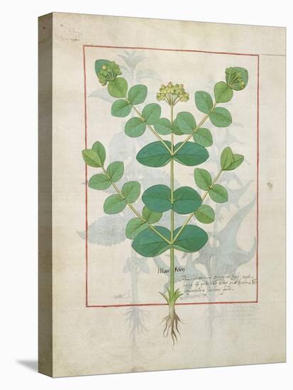 Ms Fr. Fv VI #1 Fol.156V Flower, Illustration from the 'Book of Simple Medicines' by Mattheaus Plat-Robinet Testard-Stretched Canvas