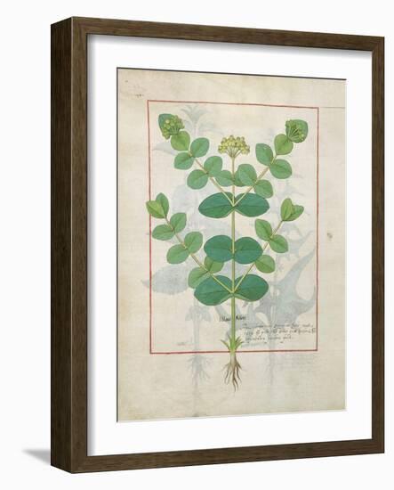 Ms Fr. Fv VI #1 Fol.156V Flower, Illustration from the 'Book of Simple Medicines' by Mattheaus Plat-Robinet Testard-Framed Giclee Print