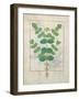 Ms Fr. Fv VI #1 Fol.156V Flower, Illustration from the 'Book of Simple Medicines' by Mattheaus Plat-Robinet Testard-Framed Giclee Print