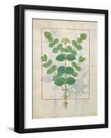 Ms Fr. Fv VI #1 Fol.156V Flower, Illustration from the 'Book of Simple Medicines' by Mattheaus Plat-Robinet Testard-Framed Giclee Print