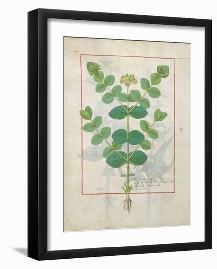 Ms Fr. Fv VI #1 Fol.156V Flower, Illustration from the 'Book of Simple Medicines' by Mattheaus Plat-Robinet Testard-Framed Giclee Print