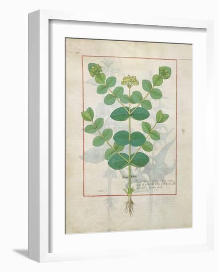 Ms Fr. Fv VI #1 Fol.156V Flower, Illustration from the 'Book of Simple Medicines' by Mattheaus Plat-Robinet Testard-Framed Giclee Print