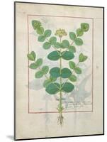 Ms Fr. Fv VI #1 Fol.156V Flower, Illustration from the 'Book of Simple Medicines' by Mattheaus Plat-Robinet Testard-Mounted Giclee Print
